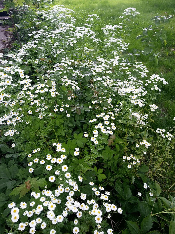 A Sea of Nature's Beauty