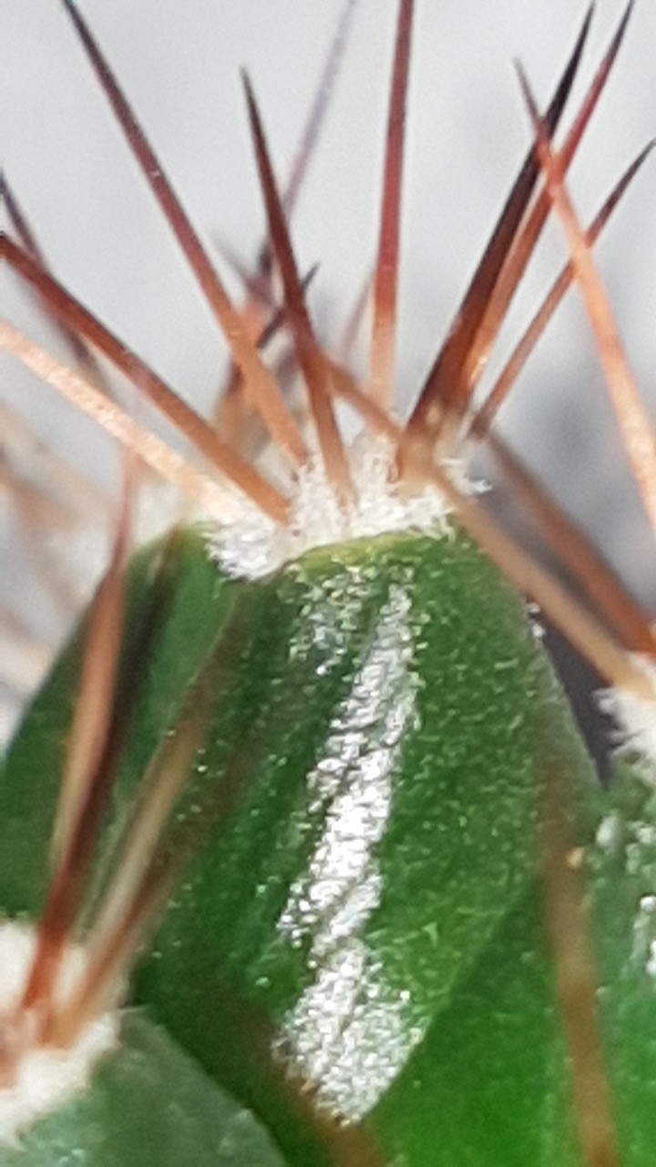 Cactus zoom