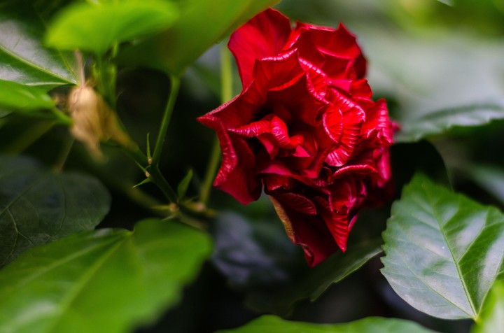 rose