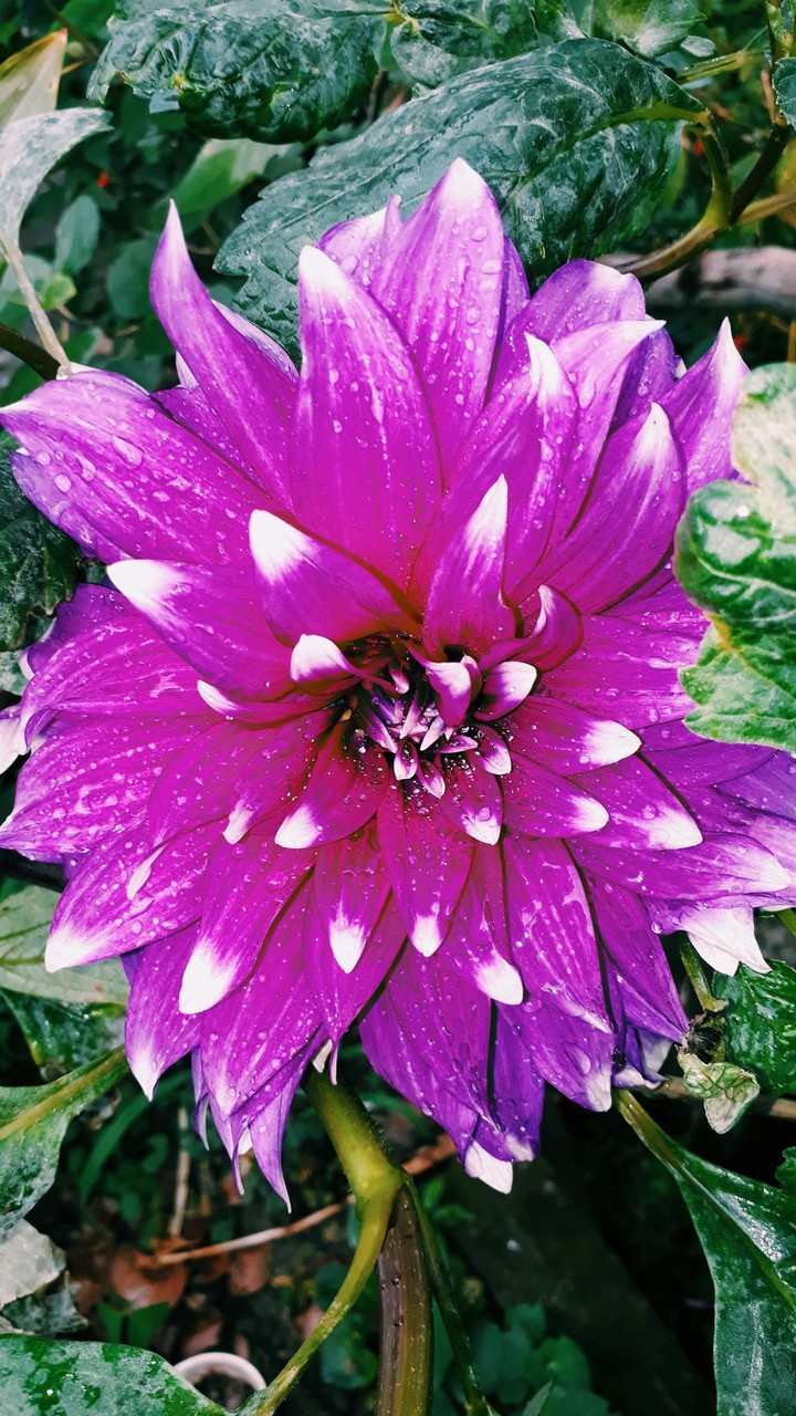 bloomed