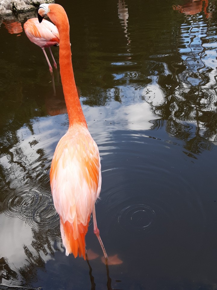 flamengo