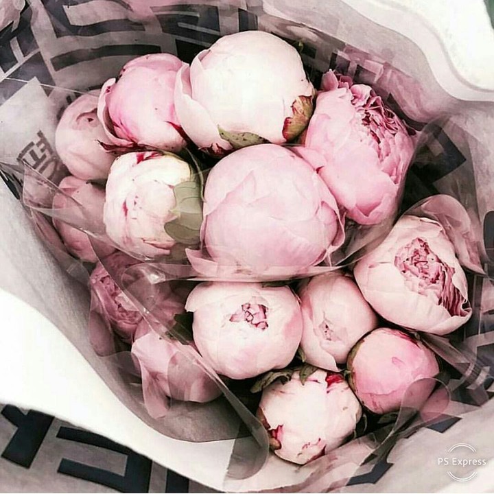 peony