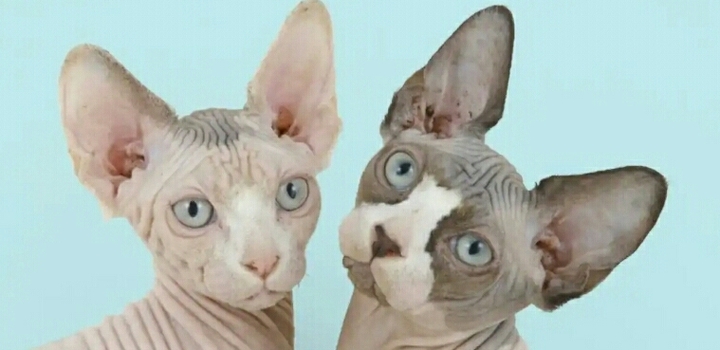 Сфинксы