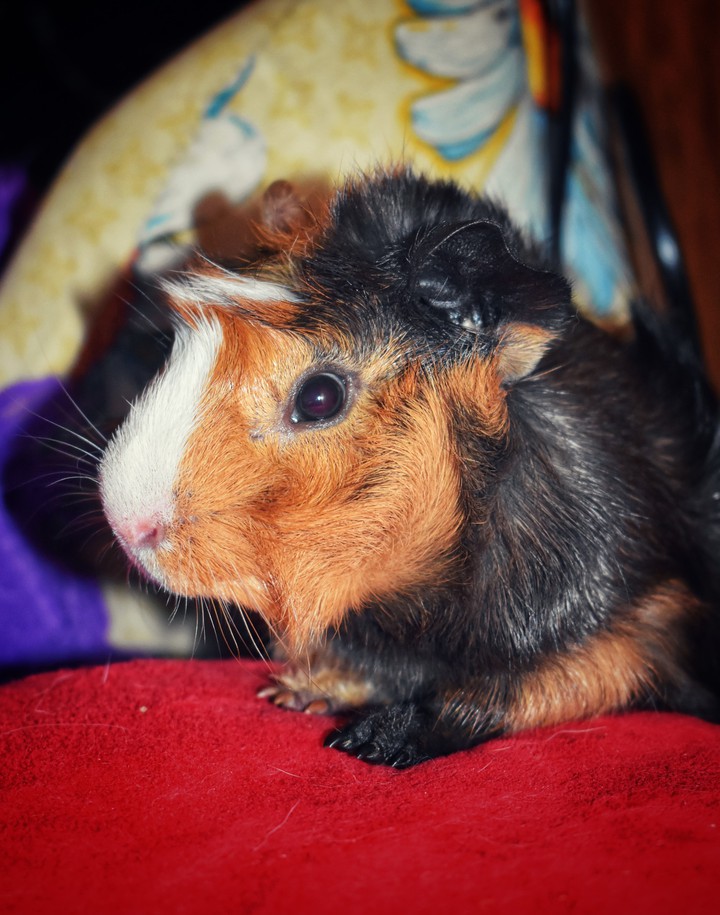 piggy