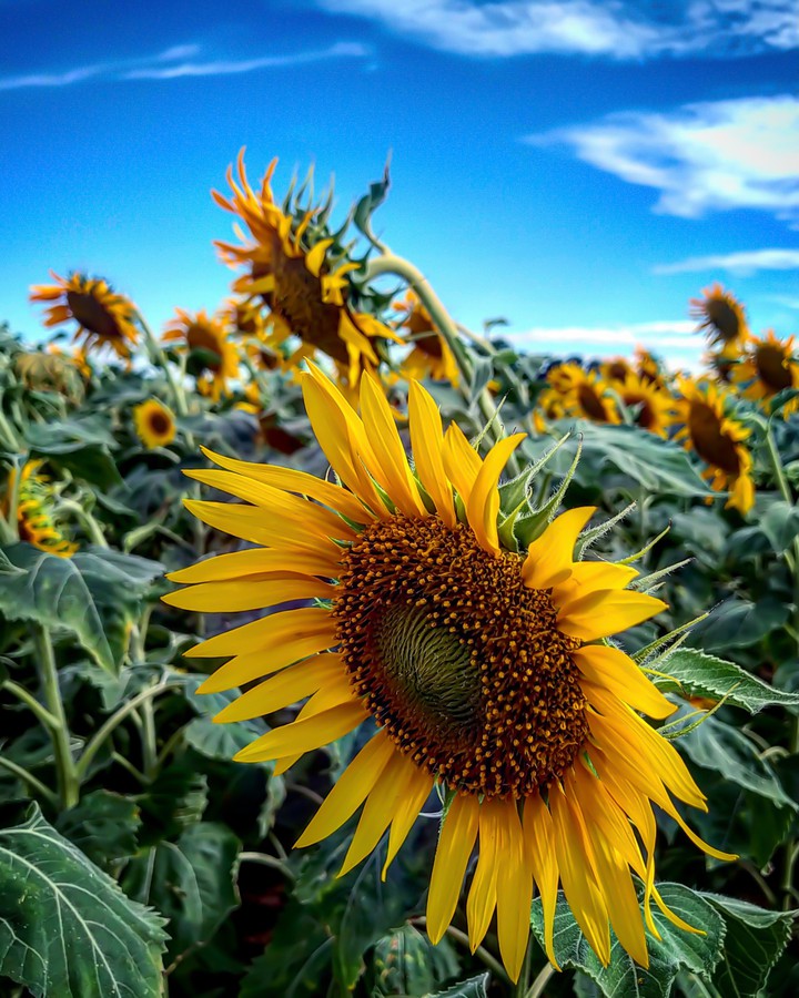 Sunflower