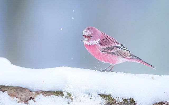 beautiful bird