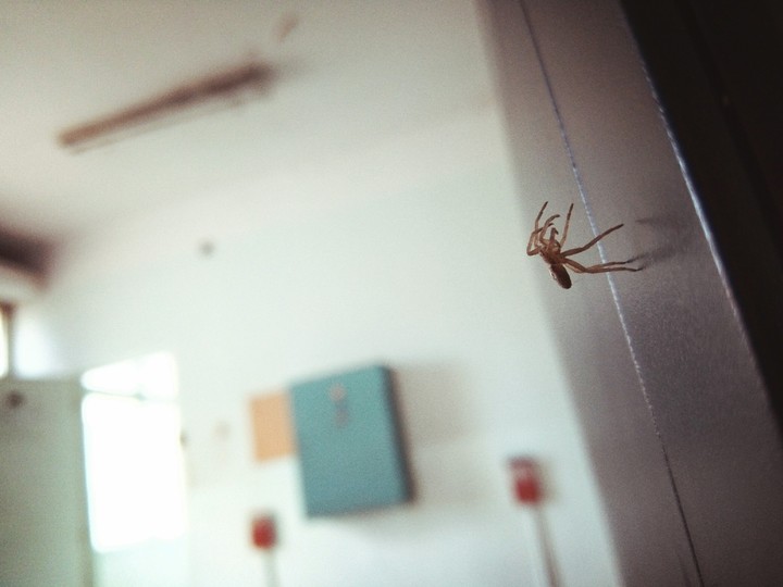Spider