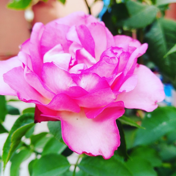 rosa