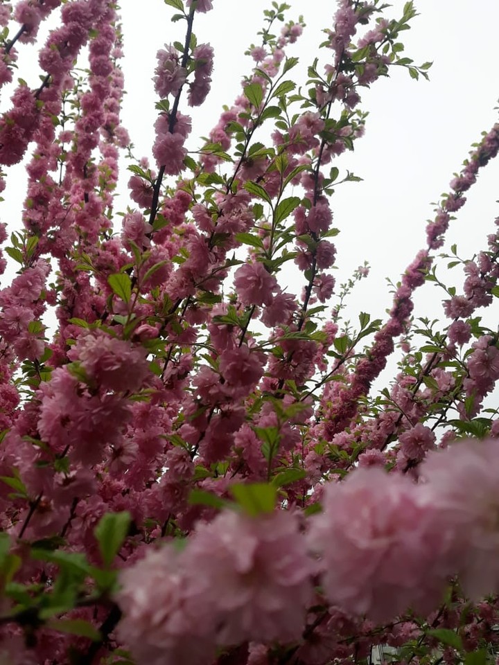 Sakura