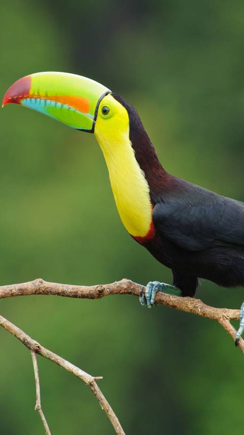 Bird