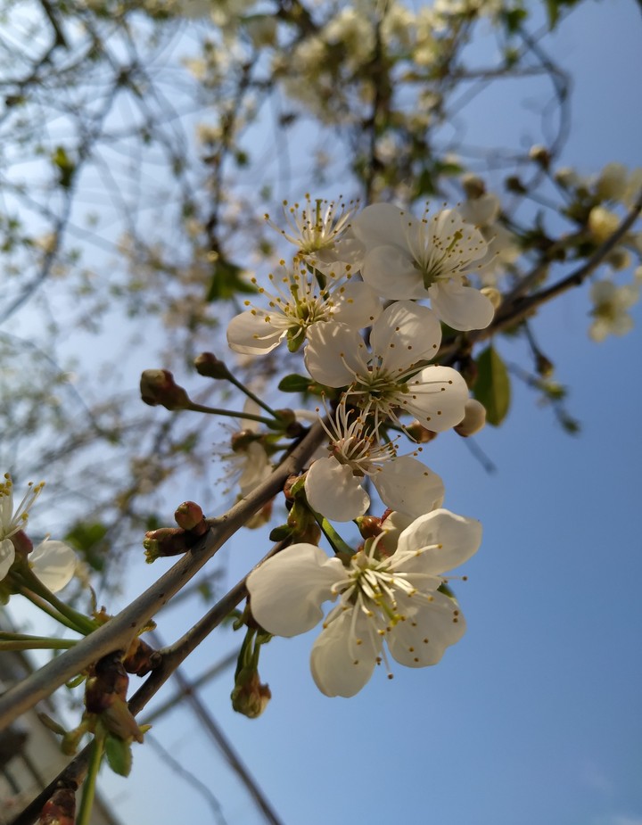 Cherry