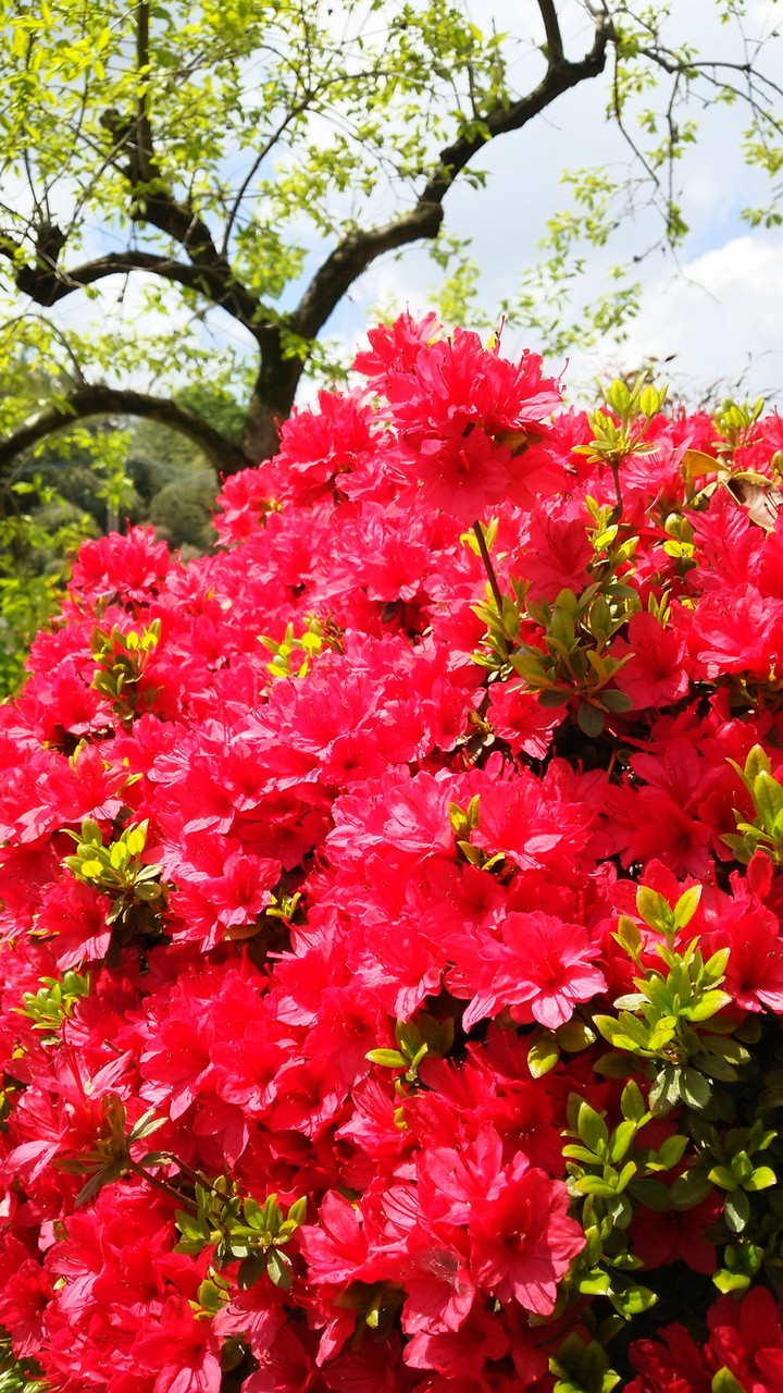 Azalea