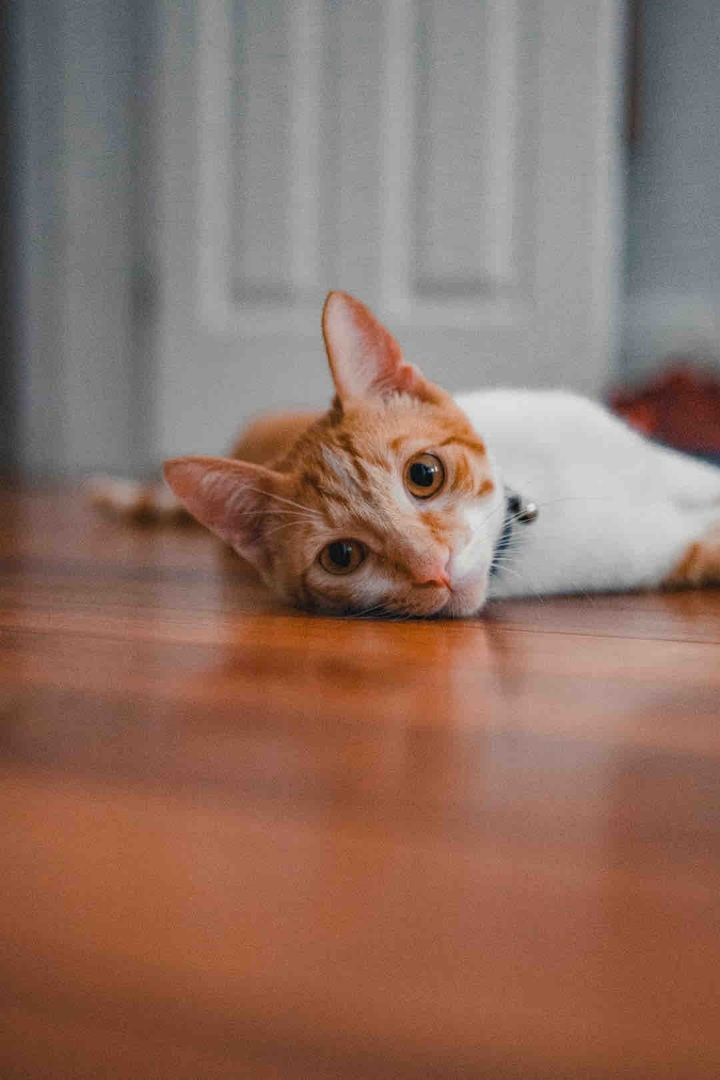 \(≧▽≦)/