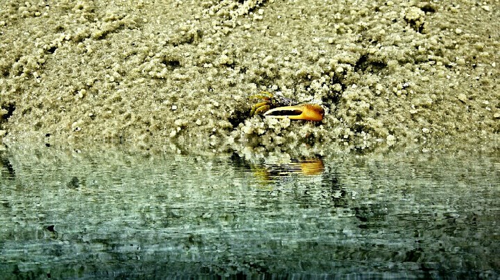 sand crab
