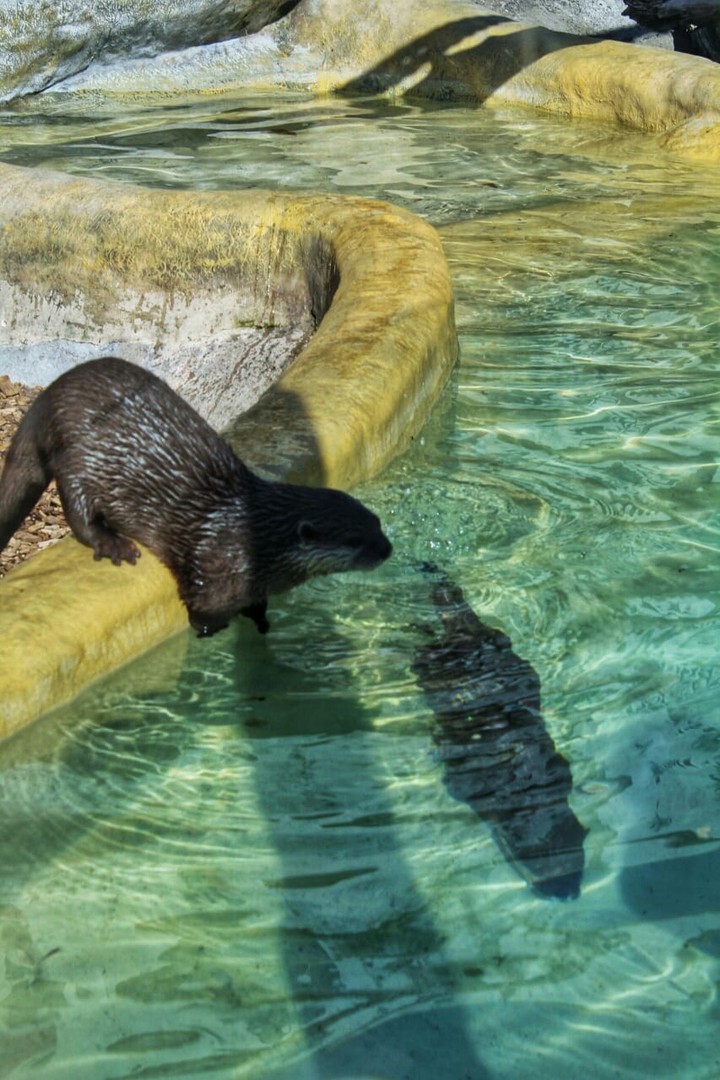 swimming to success!