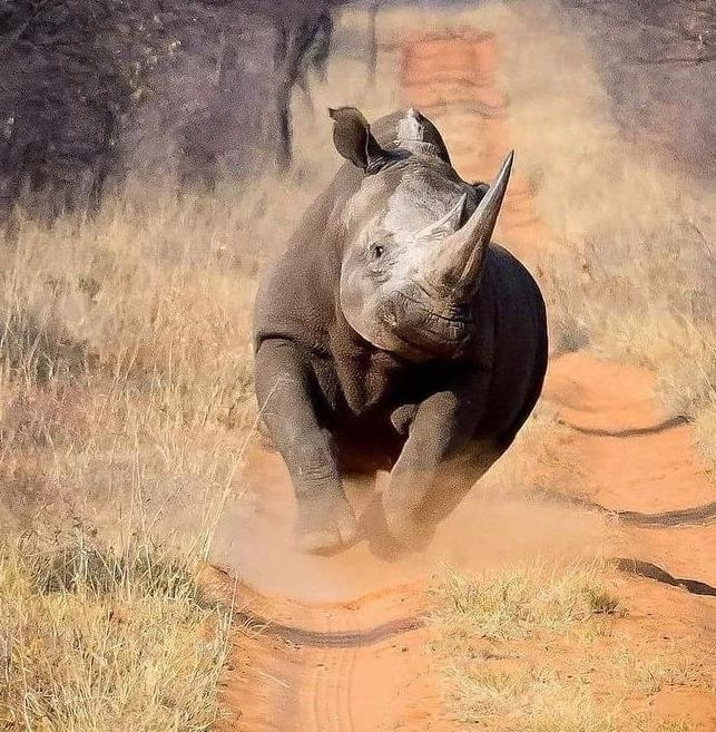 big fat rhino