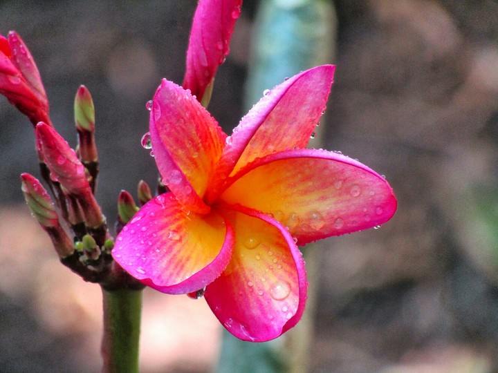 Plumeria Flower