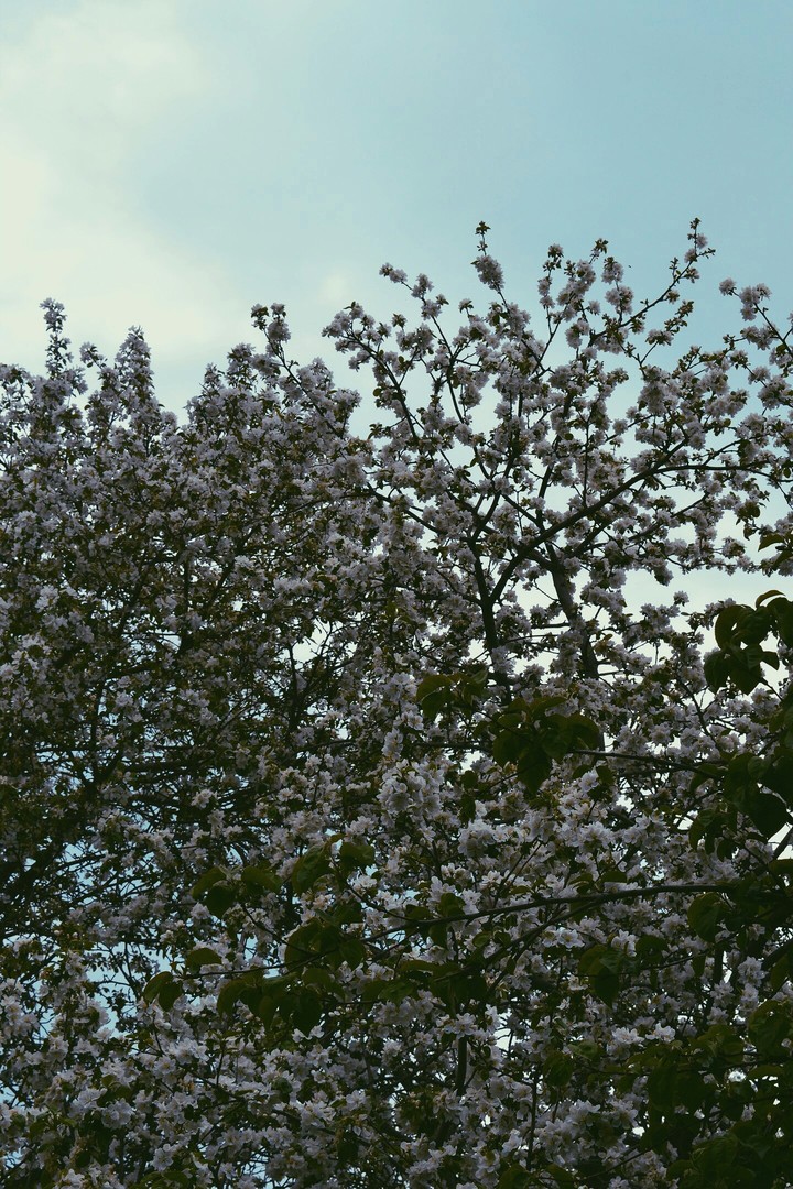 tree