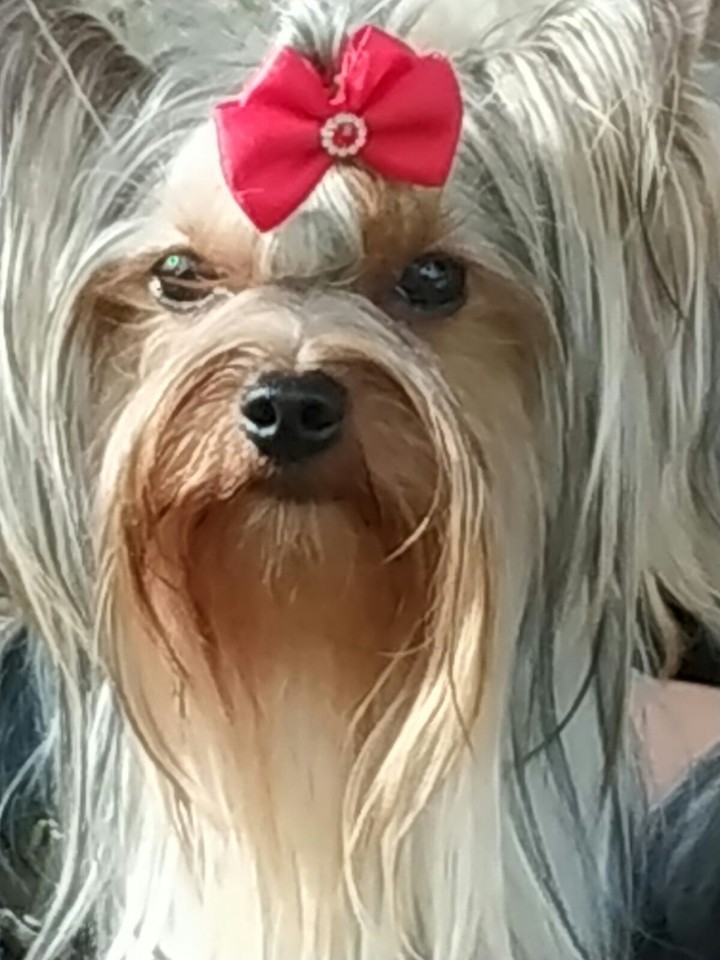dogs