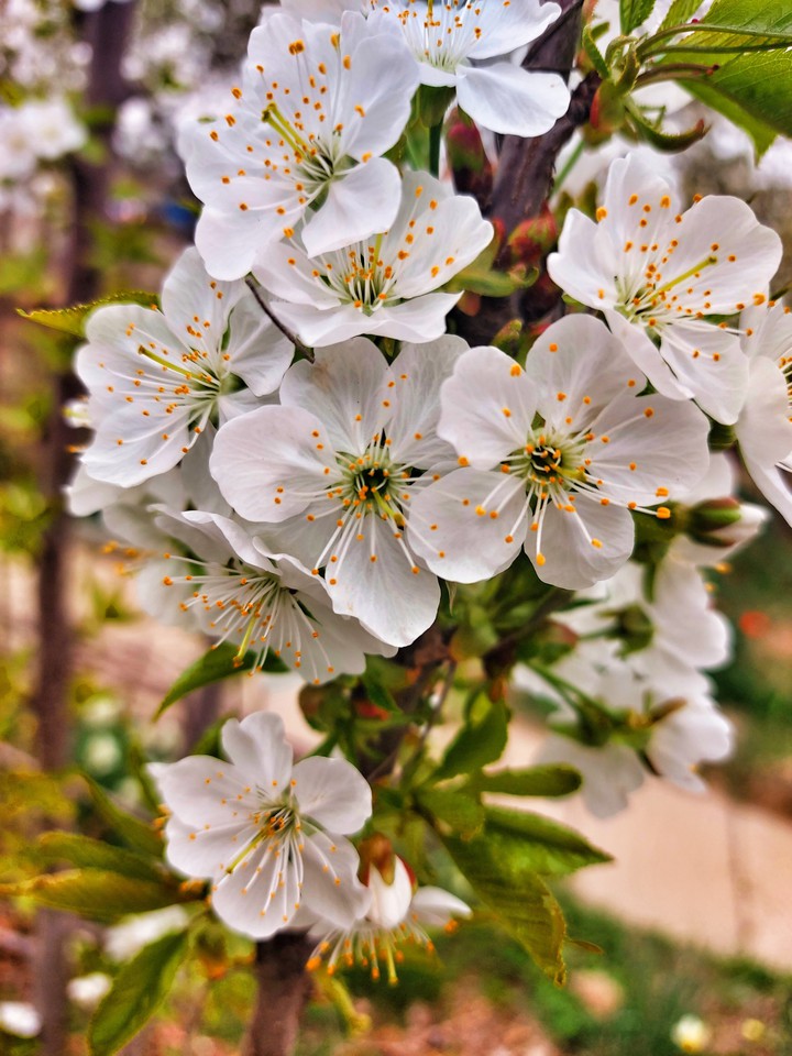 spring