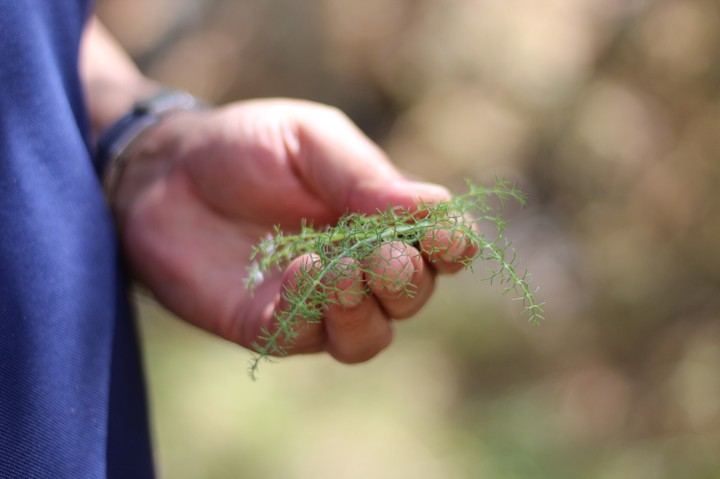 plant