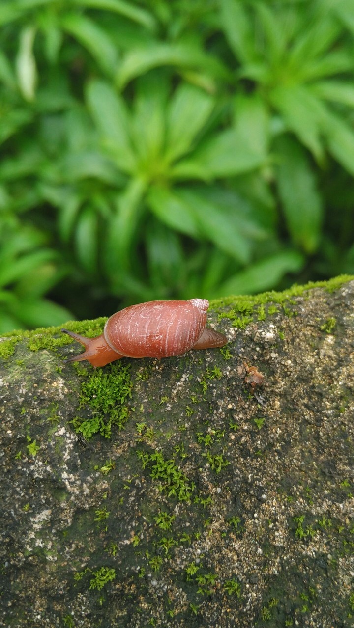 Snail