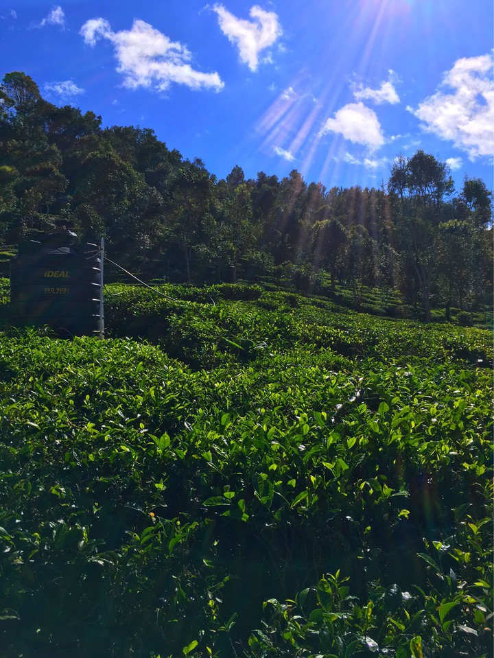 tea plantations in sunshine