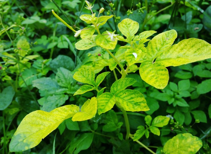 Verde natureza