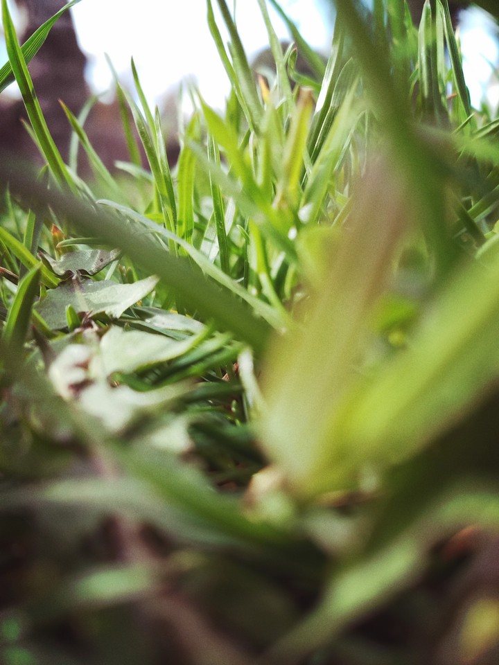 grass