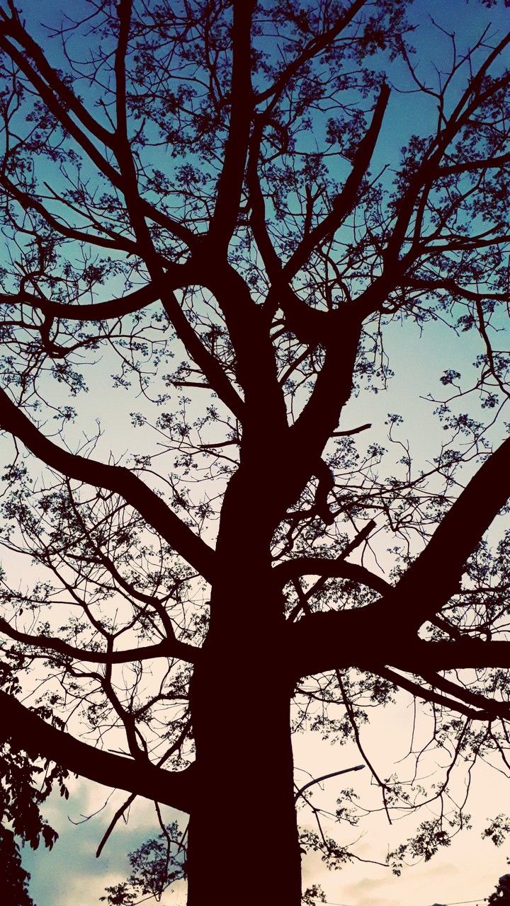 sky tree