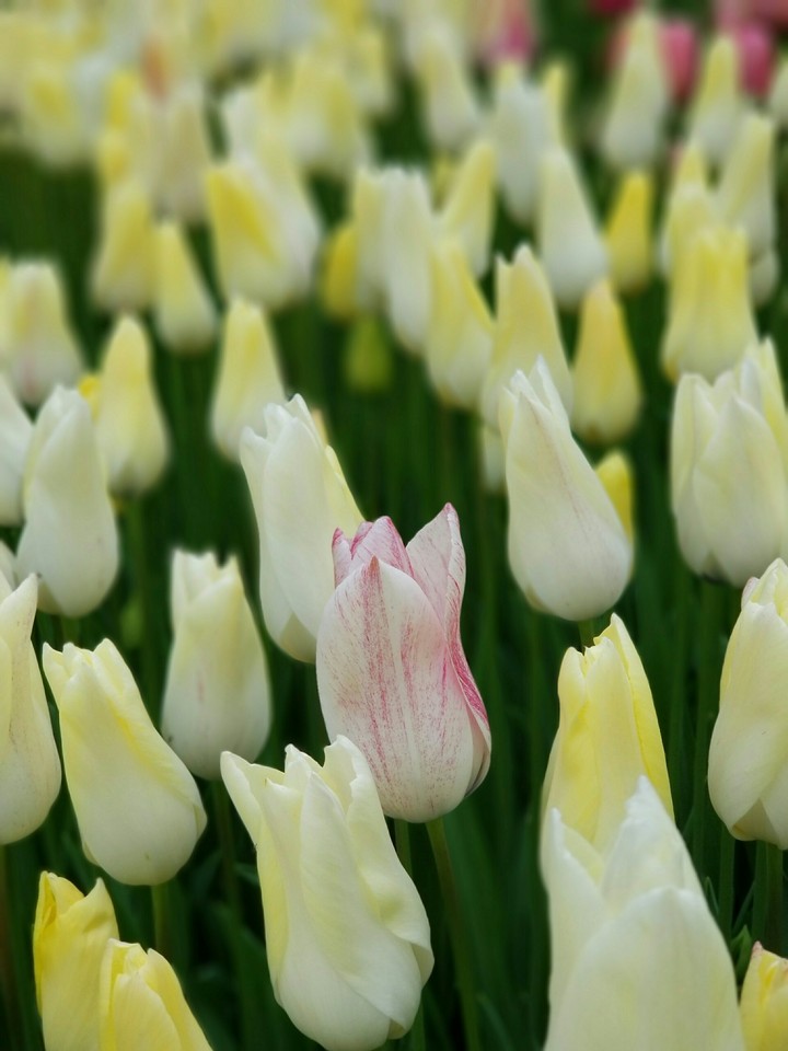tulips