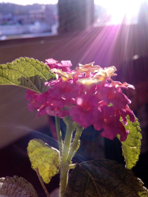 Think pink