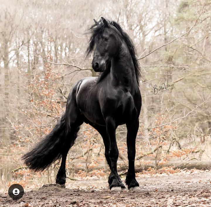 Cheval frison