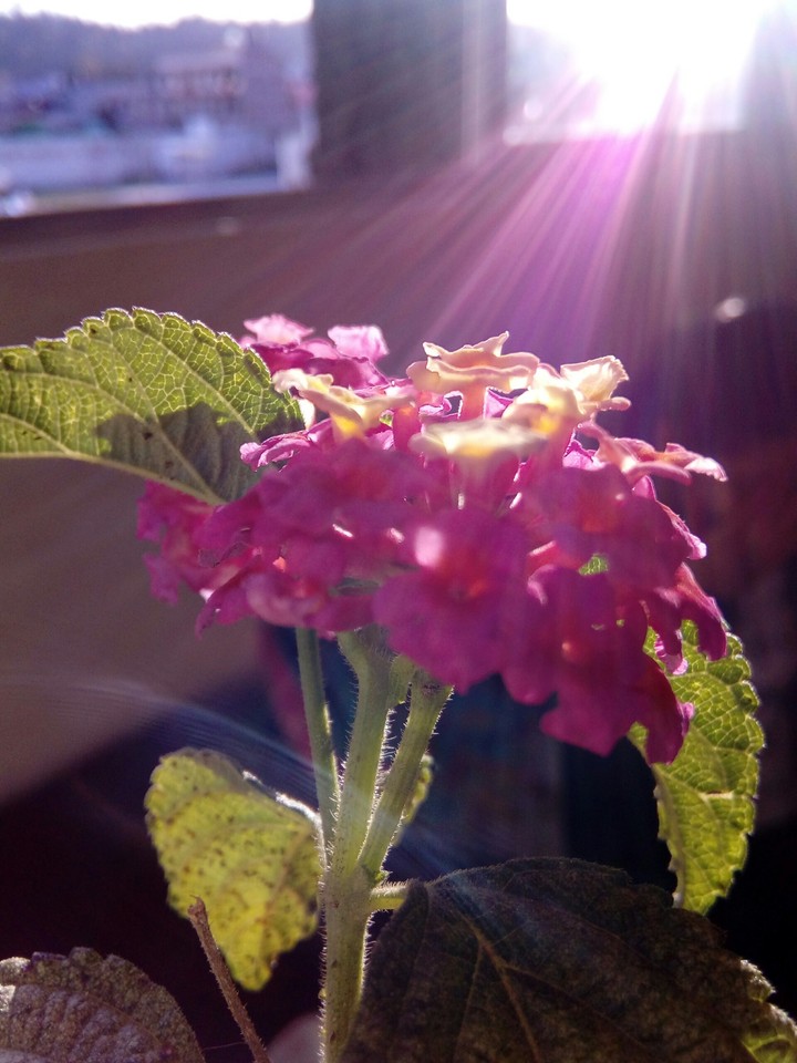 Think pink