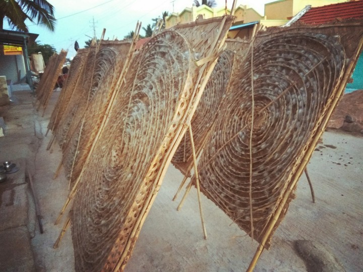 Silk worms