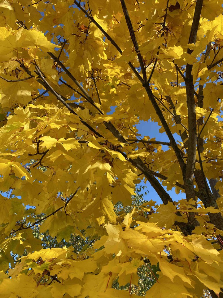 autumn
