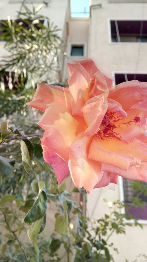 rose