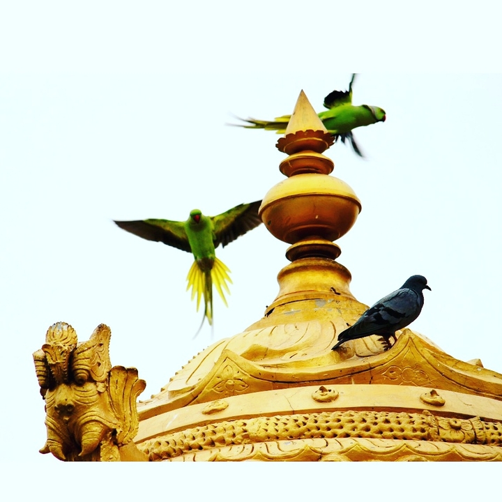 #parrot #canon700d #pegion