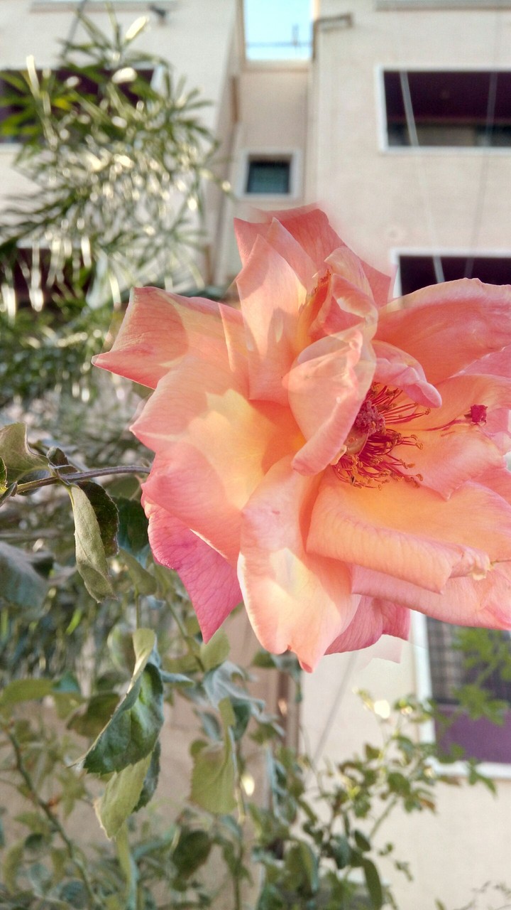 rose