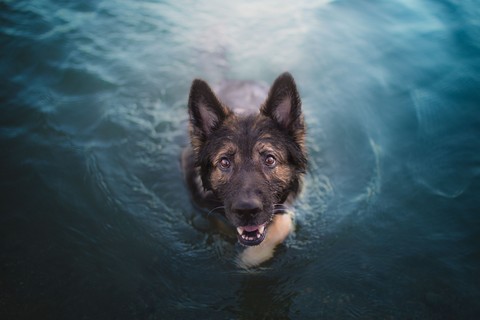 тапети dog, black