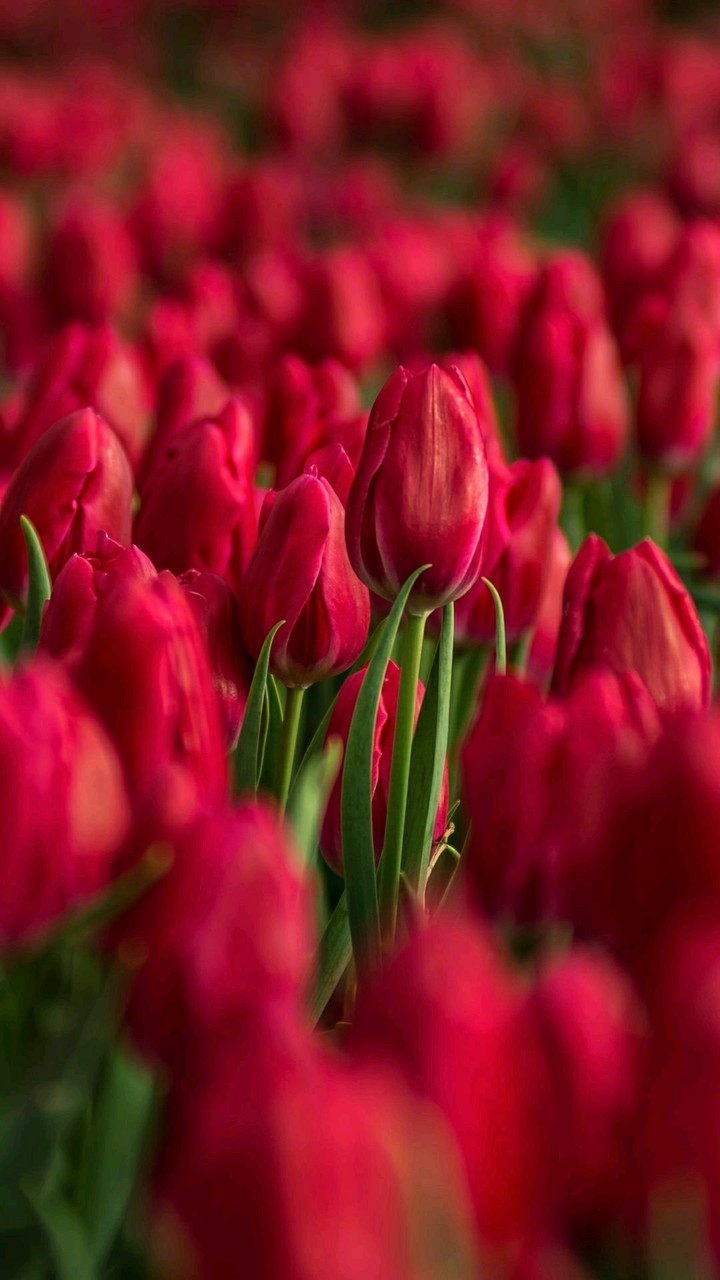 Tulips