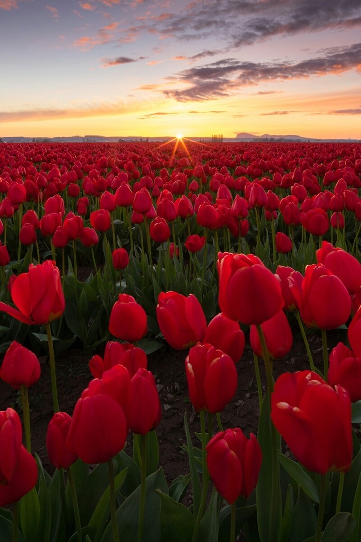 Amazing red