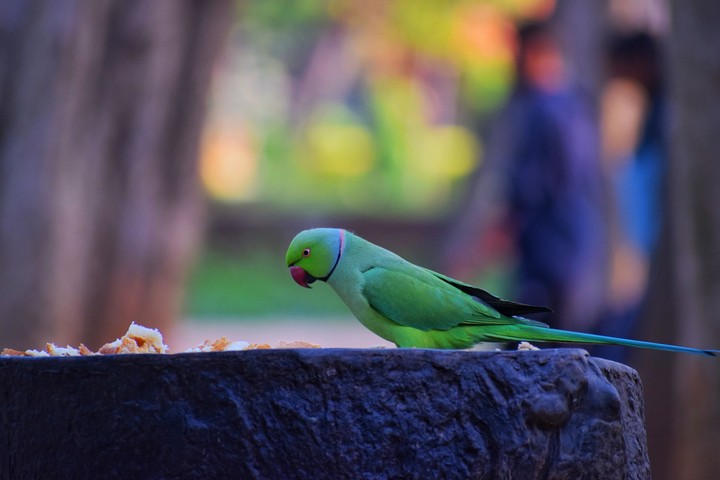 parrot