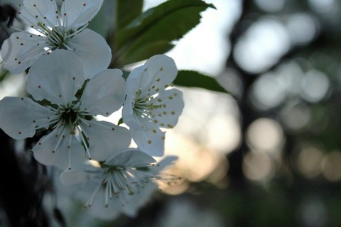spring, flora wallpapers