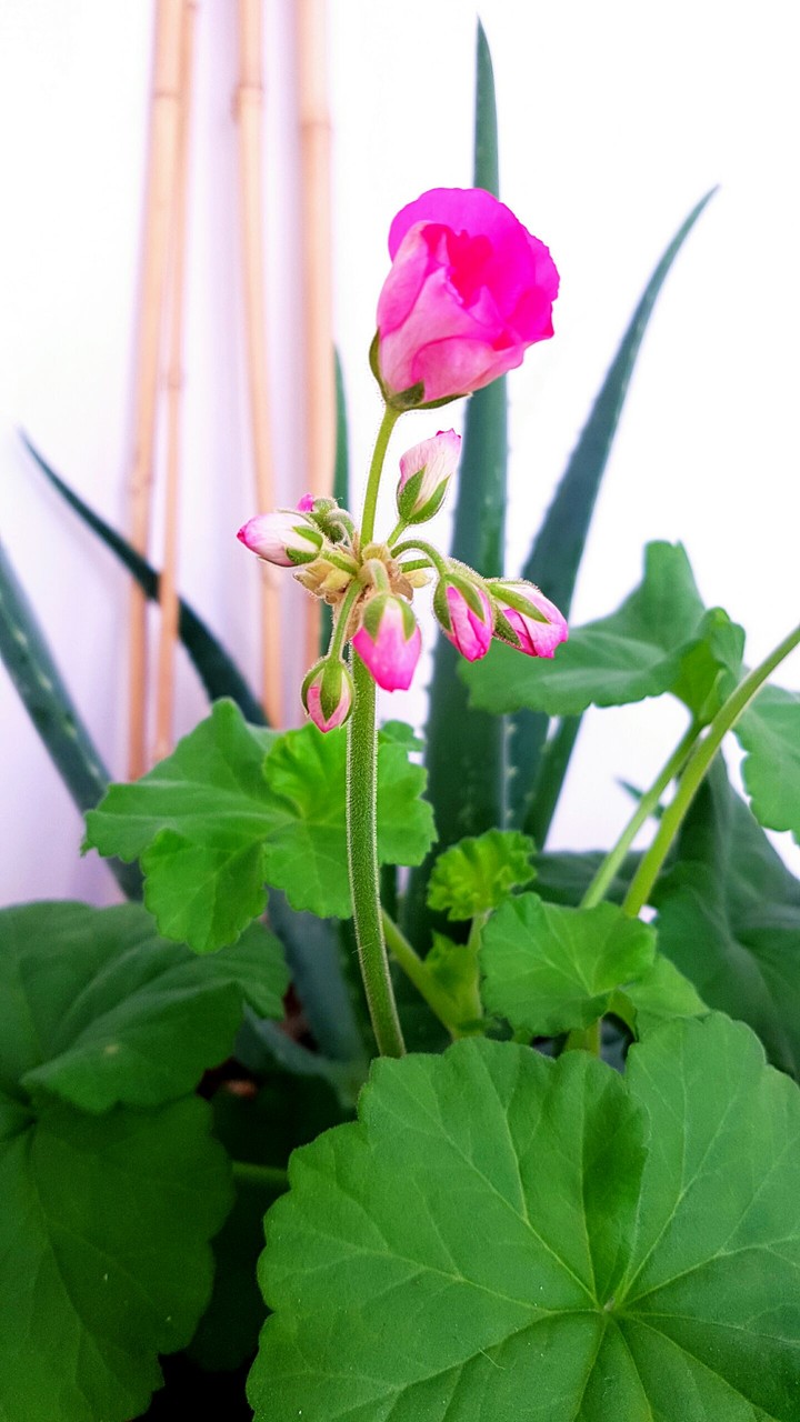 my rose
