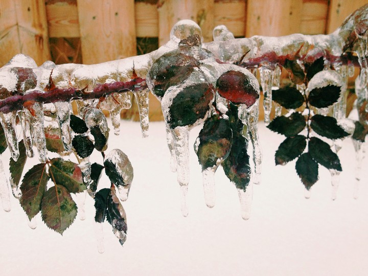Under the Frozen