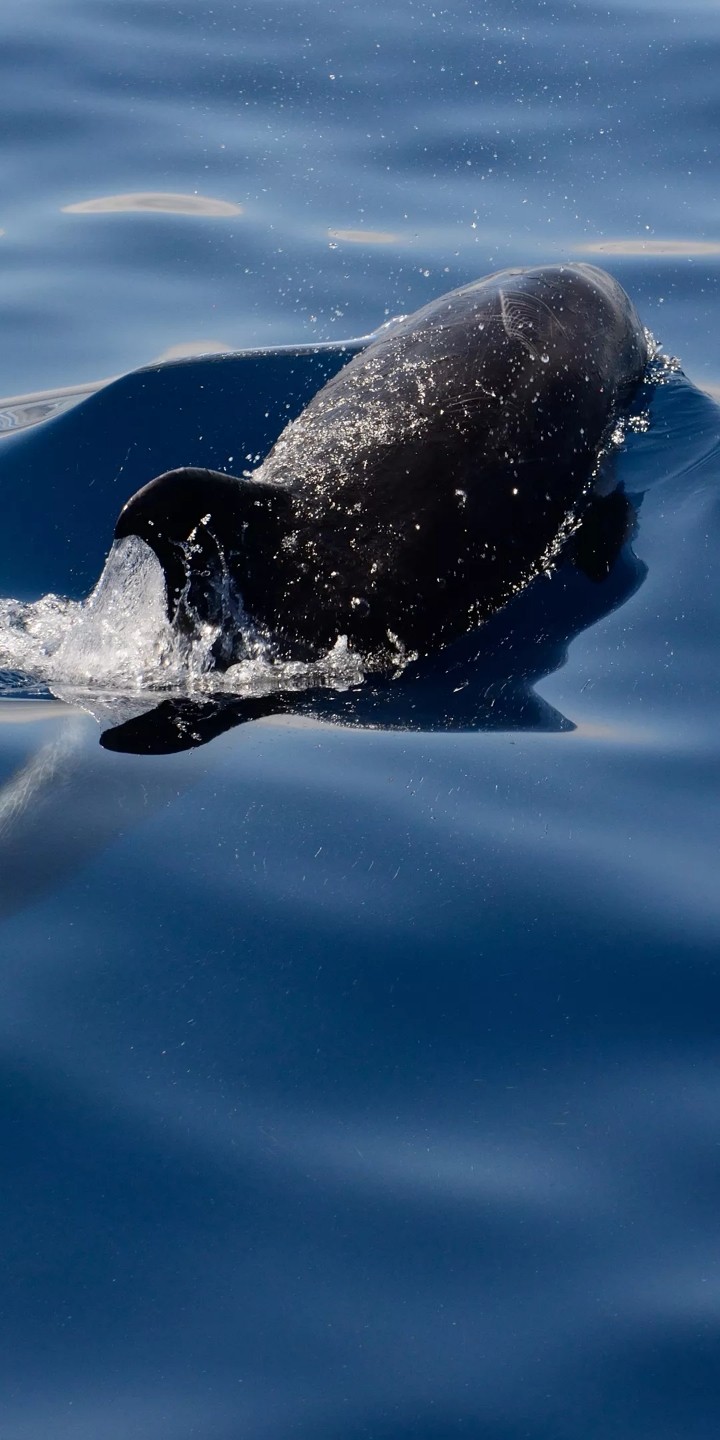 a dolphin
