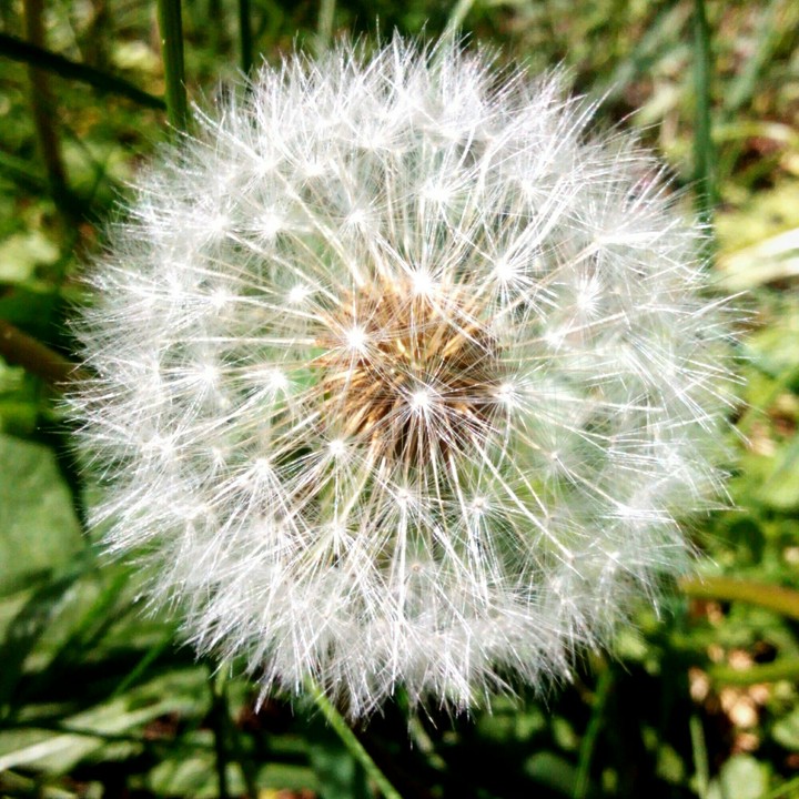 dandelion