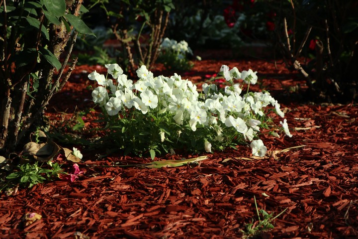 Bloom