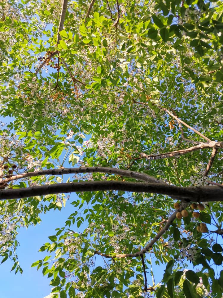 Azadirachta indica